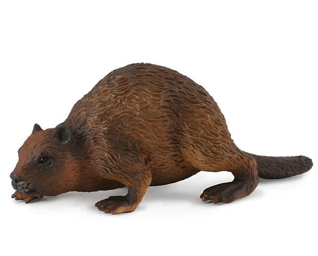 Beaver - Image 2
