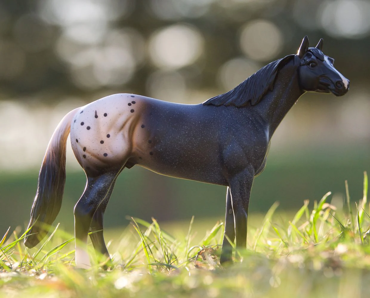 Blue Roan Appaloosa - Image 2