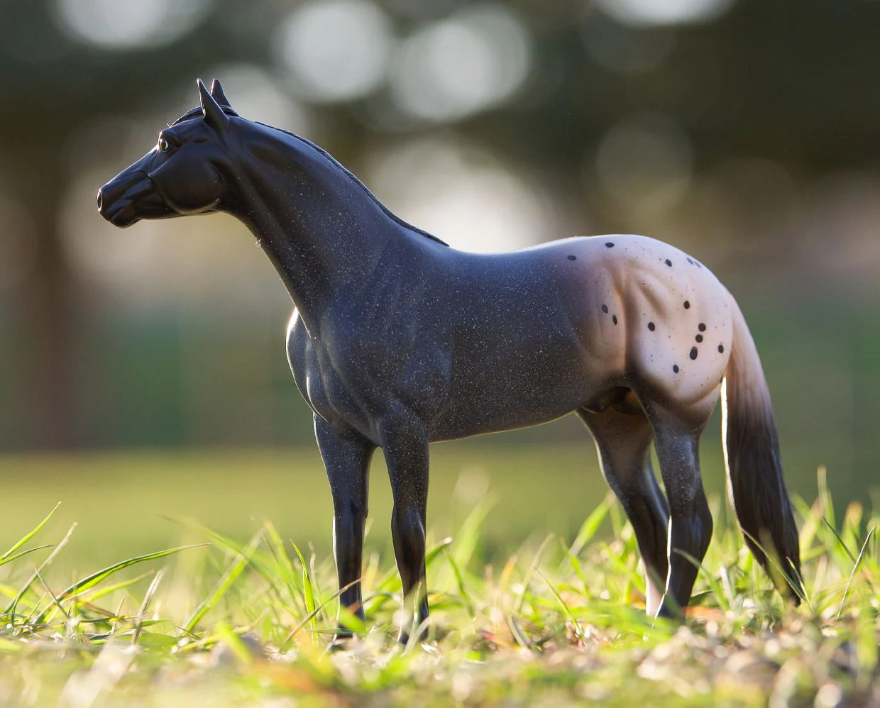Blue Roan Appaloosa - Image 3