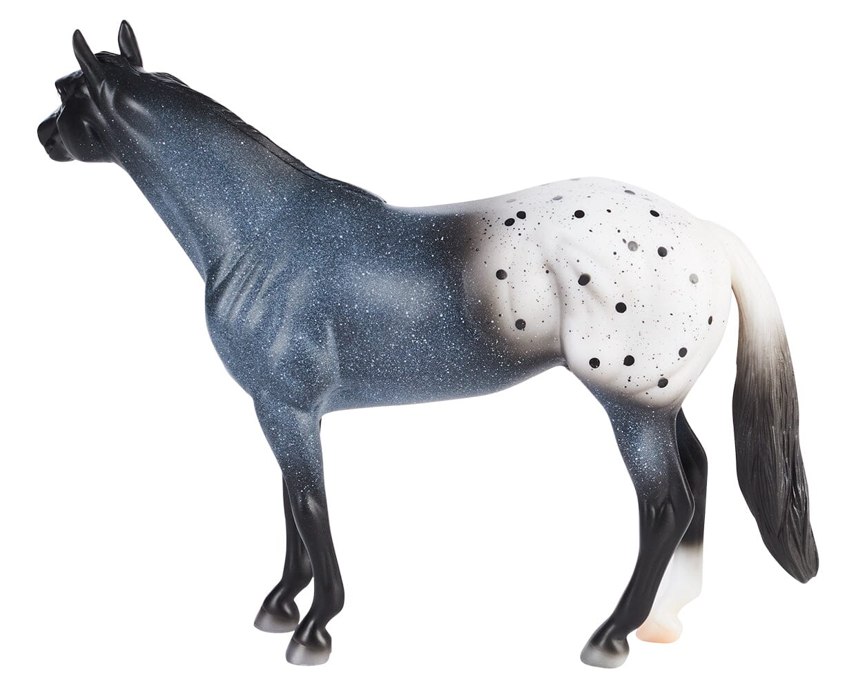 Blue Roan Appaloosa - Image 4