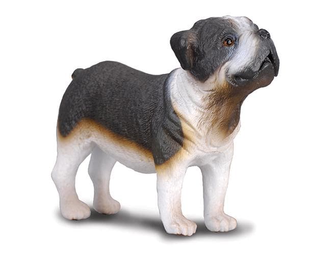 Bulldog