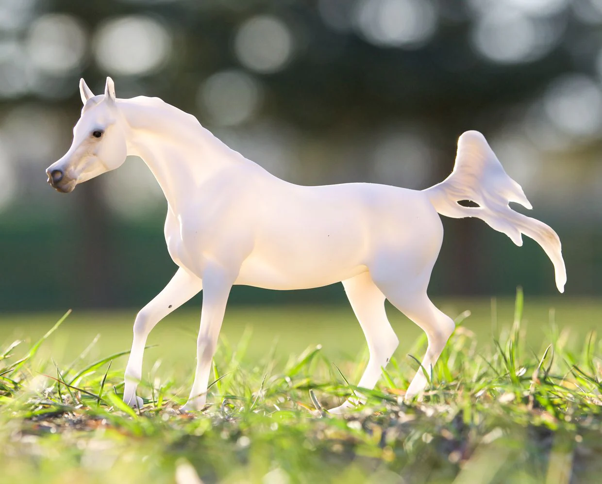 Grey Arabian - Image 2
