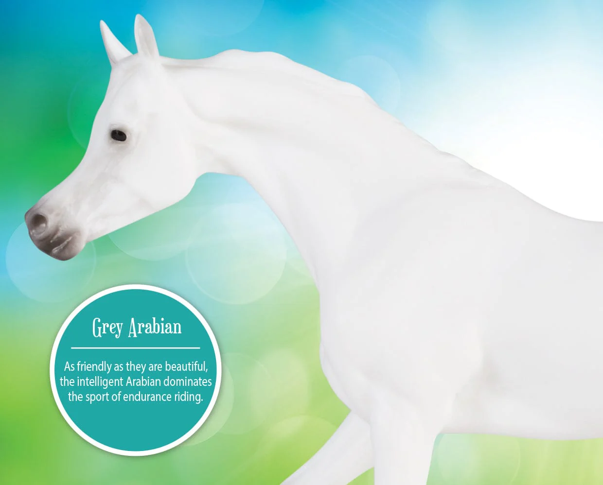 Grey Arabian - Image 5