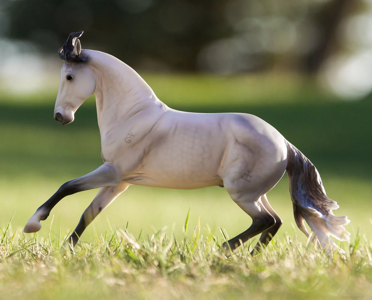 Jaguel Hilton | Criollo Stallion - Image 2