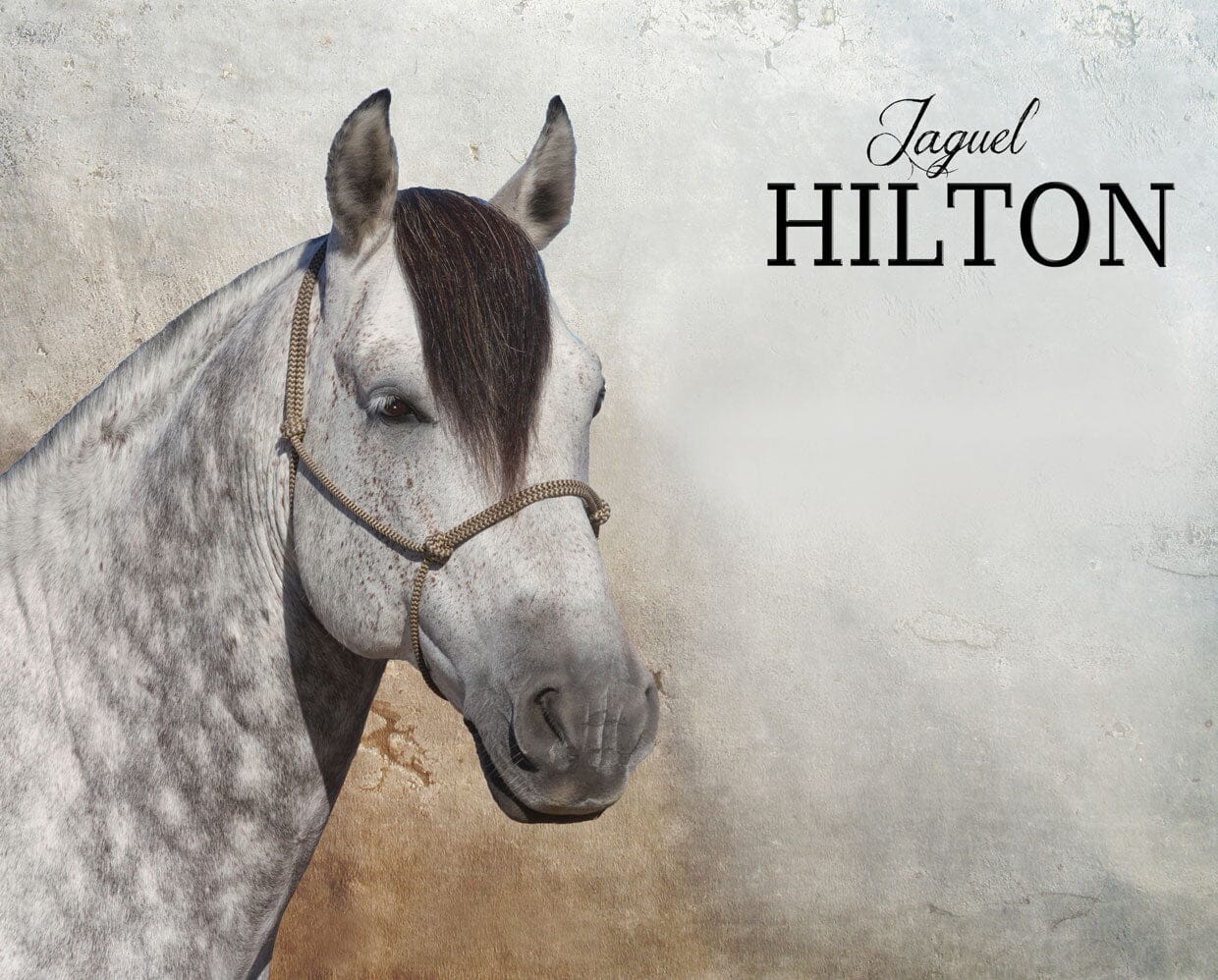 Jaguel Hilton | Criollo Stallion - Image 4