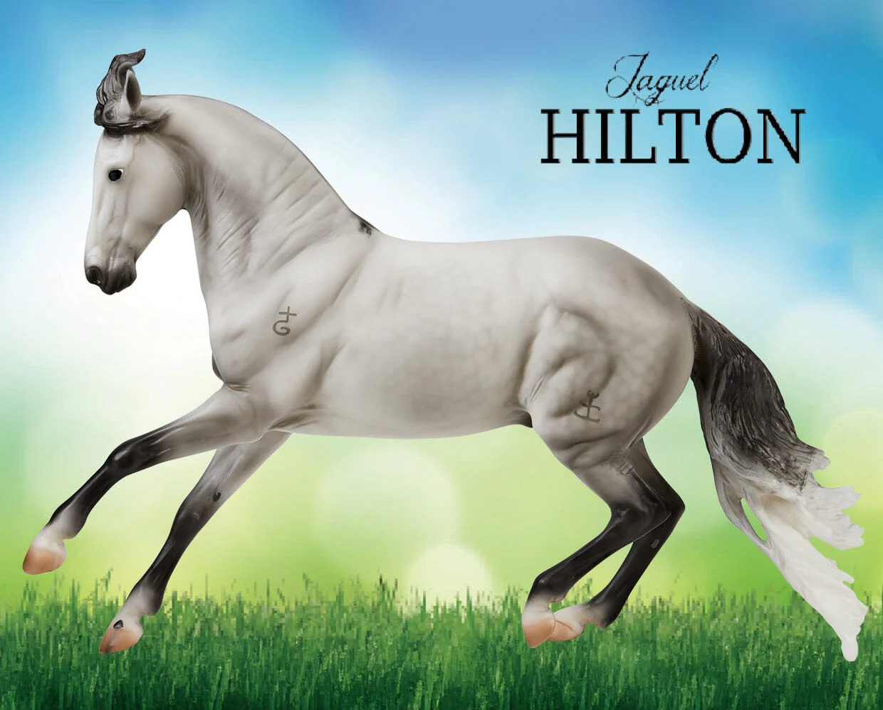 Jaguel Hilton | Criollo Stallion - Image 5