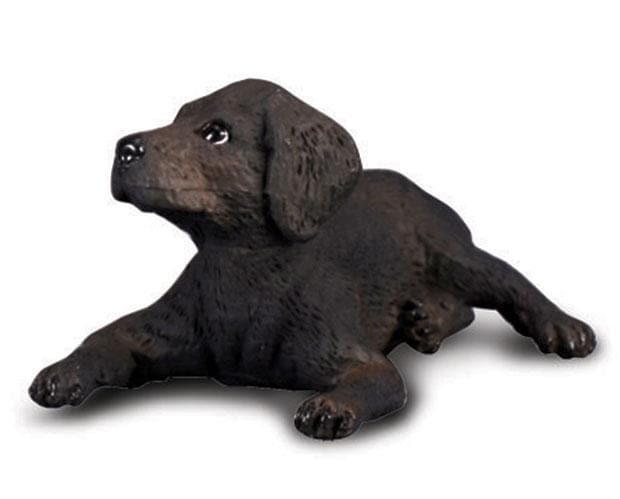 Labrador Retriever Puppy